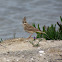 Crested lark