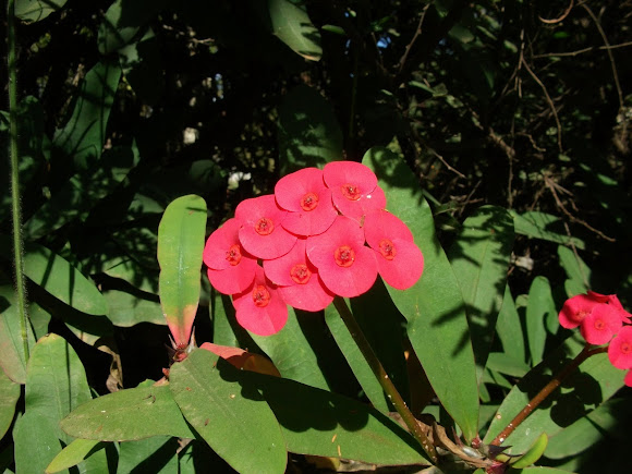 Spotting Image 1