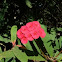 Crown-of-thorns or Christ Plant, Coroa de Cristo