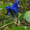Blue Morning Glory
