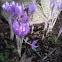 Crocus