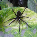 fishing spider