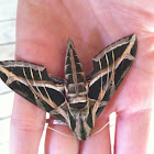 Vine Sphinx Moth