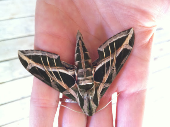 Spotting Image 1
