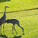 Sandhill Crane