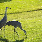 Sandhill Crane