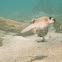 Blackspotted Puffer