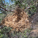 bird nest