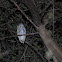 African Scops Owl