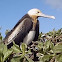 Frigate Bird