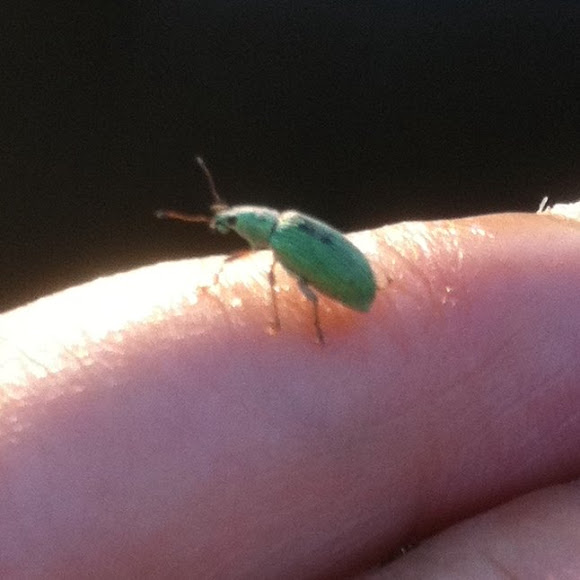 Spotting Image 1