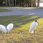 Wood Stork