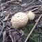Common Earthball
