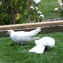 Domestic Pigeon