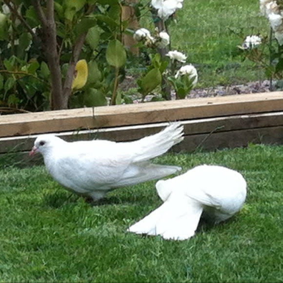 Spotting Image 1