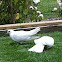 Domestic Pigeon