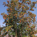 American Mountain Ash