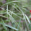 California Bromegrass