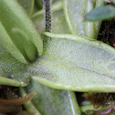 Butterwort