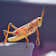 Eastern Lubber Grasshopper