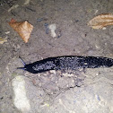 European black slug
