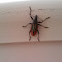 Diaprepes Root Weevil