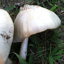 Chlorophyllum molybdites