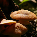 Honey Mushroom