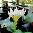 Donald Duck Orchid