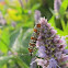 Ailanthus Webworm Moth