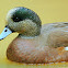 American Wigeon