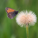 Small heath - Okáč poháňkový