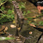uncertain frog