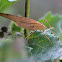Katydid