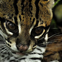 Ocelot