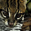 Ocelot