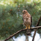 Broad-winged Hawk