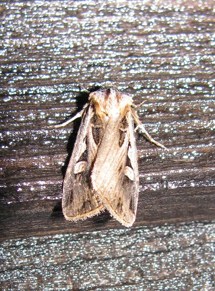 Spotting Image 1