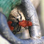 Red Velvet Ant
