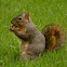 Fox squirrel