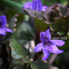 Glechoma