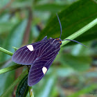 Aclytia heber (Male)