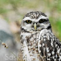 Prairie dog owl or Burrowing owl, german Kaninchenkauz