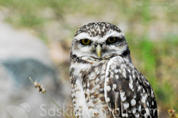 Spotting Image 1