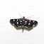 Crambid Moth