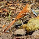 Brown thrasher