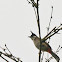 Red-whiskered Bulbul