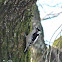 Downy woodpecker (female)
