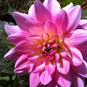 Dahlia