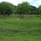 The Great Egret